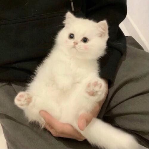 Sandiaga Salahuddin avatar